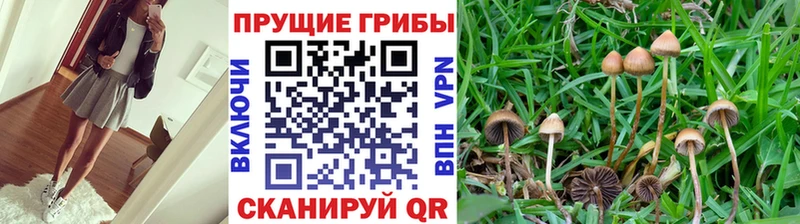 Псилоцибиновые грибы мицелий Новосиль